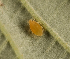 Aphis ruborum