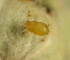 Aphis ruborum