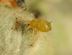 Aphis ruborum