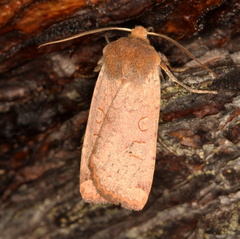Conistra erythrocephala