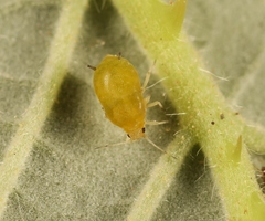Aphis ruborum