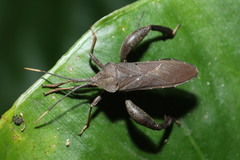 Pentatomomorpha