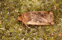 Conistra erythrocephala