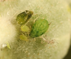 Aphis ruborum