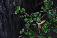 Psydrax odorata buxifolia