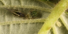 Aphis ruborum