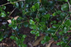 Psydrax odorata buxifolia