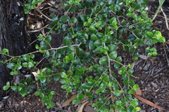 Psydrax odorata buxifolia