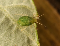 Aphis ruborum