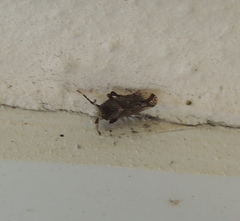 Asiraca