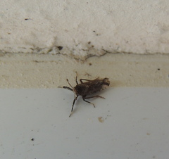 Asiraca