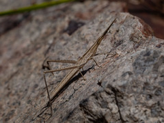 Acrida conica