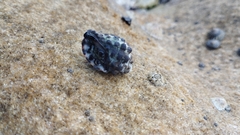 Tenguella marginalba