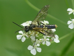 Tenthredo temula