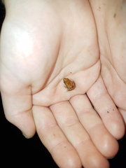 Crinia parinsignifera