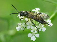 Tenthredo temula
