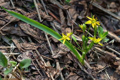 Gagea lutea