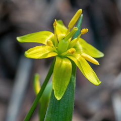 Gagea lutea
