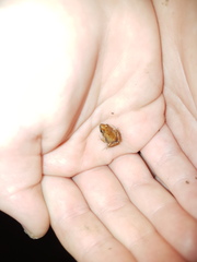 Crinia parinsignifera