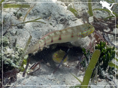 Valenciennea longipinnis