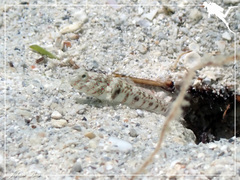 Cryptocentrus leptocephalus