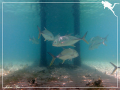 Caranx papuensis