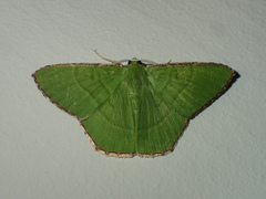 Ornithospila succincta