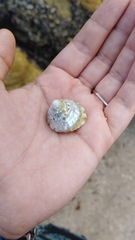 Astralium tentoriiforme