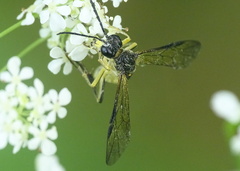 Tenthredo temula