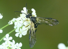 Tenthredo temula