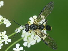 Tenthredo temula