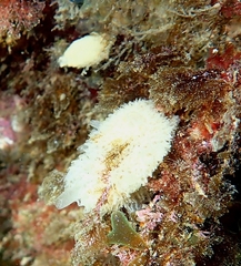 Calcarea