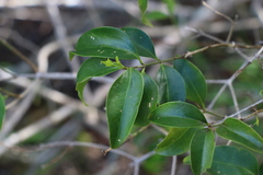 Jasminum simplicifolium