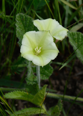 Convolvulus crenatifolius