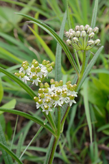 Xysmalobium involucratum