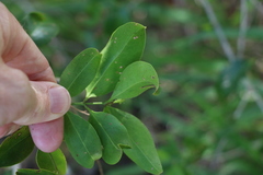 Jasminum simplicifolium