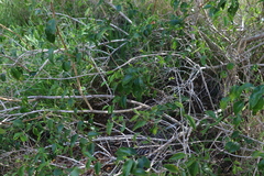 Jasminum simplicifolium