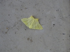 Ourapteryx sambucaria