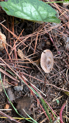 Agaricales