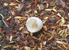 Ducula spilorrhoa