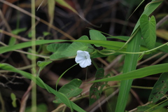 Ipomoea plebeia