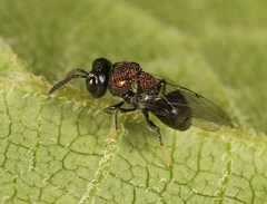 Perilampus aeneus