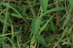 Ipomoea plebeia