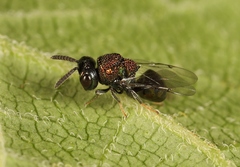 Perilampus aeneus