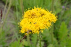 Berkheya umbellata