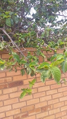 Vangueria