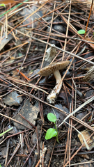 Agaricales
