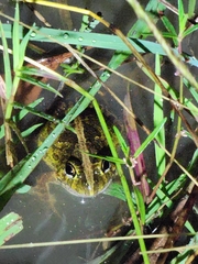 Platyplectrum ornatum