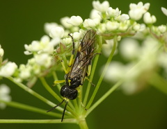 Tenthredo zonula