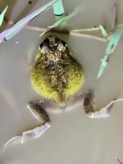 Platyplectrum ornatum